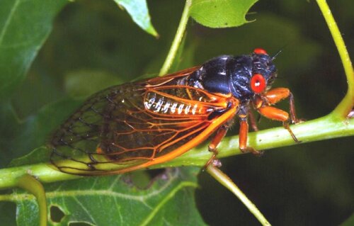 Adult periodical cicada. Photo source: University of Kentucky Department of Entomology.