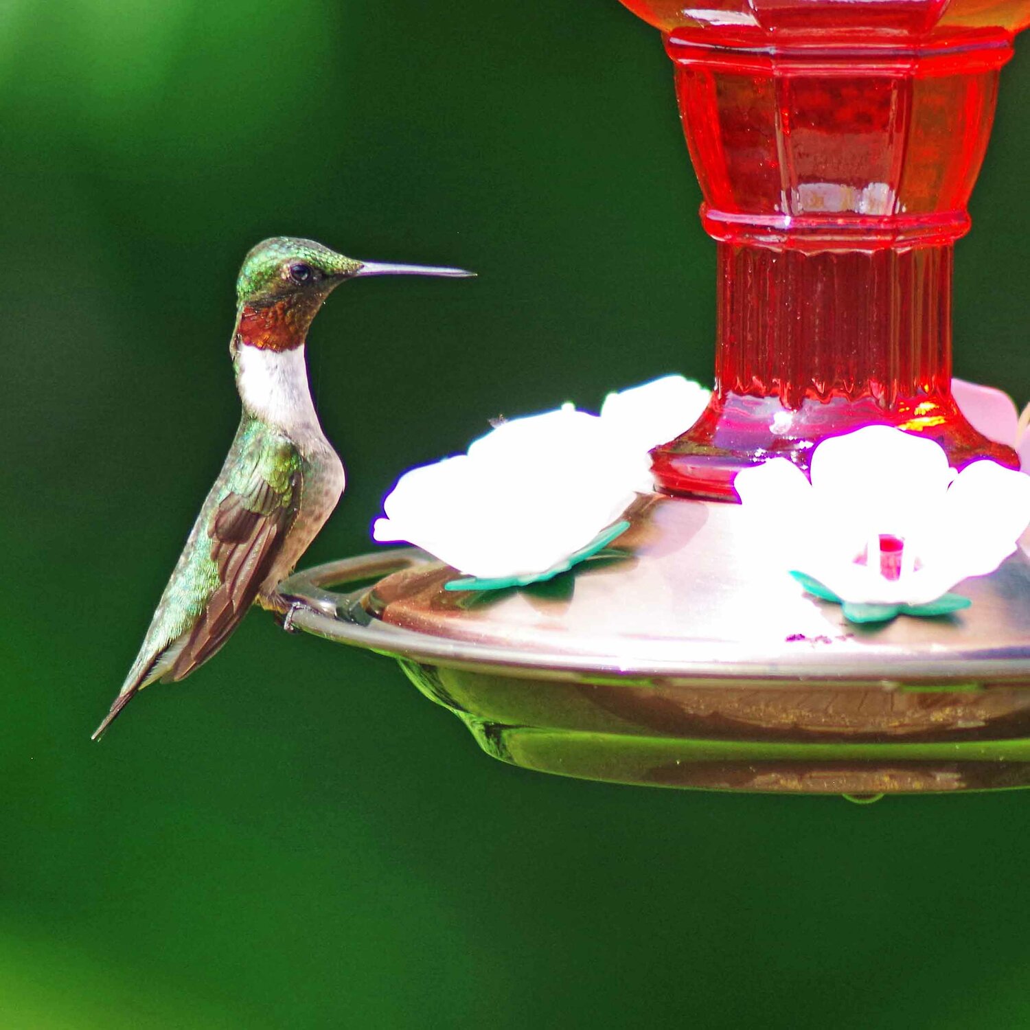 Red Throated Hummingbird