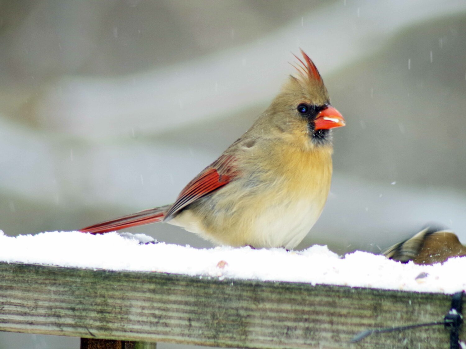 Young Cardinal.