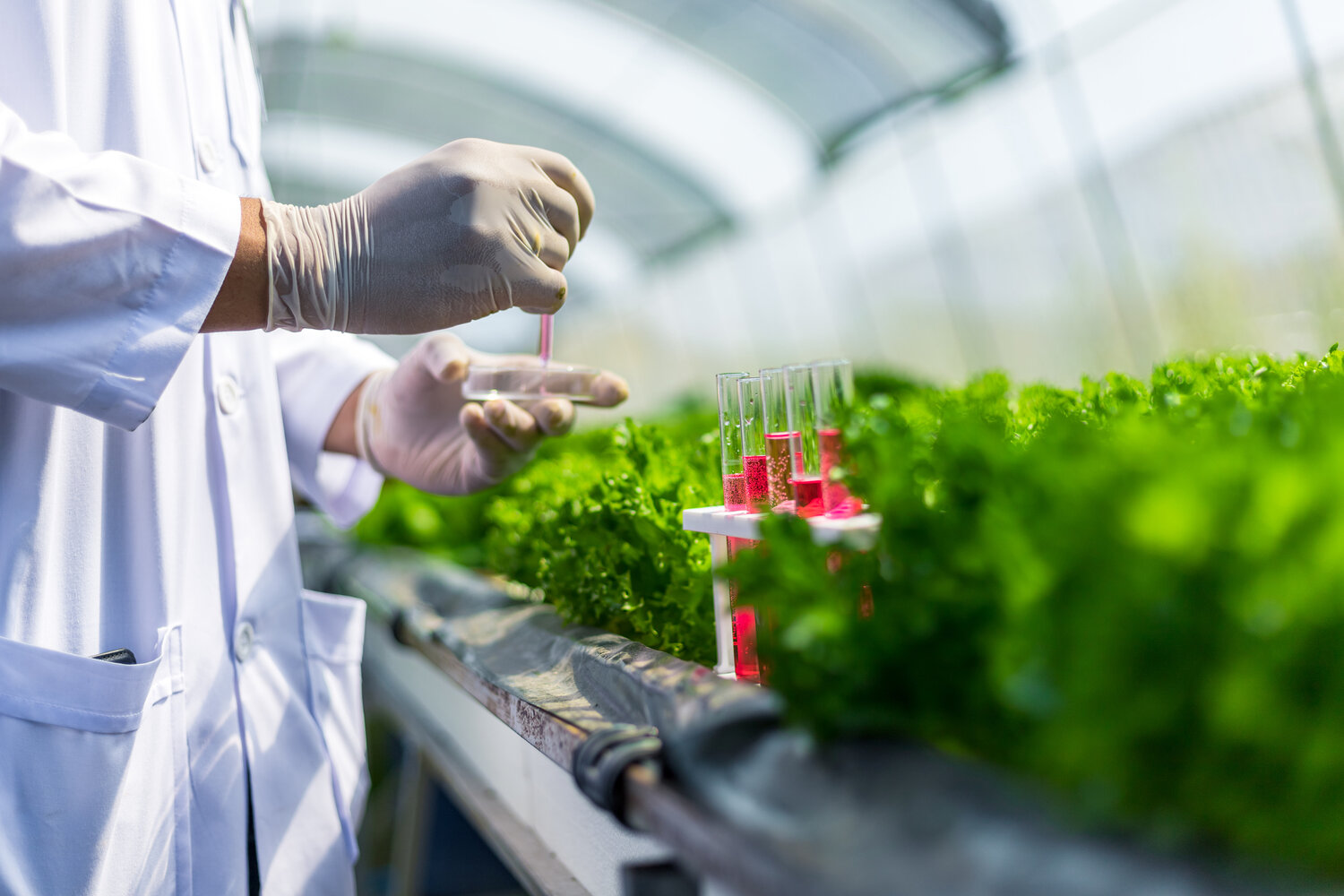 Scientists test the solution, Chemical inspection, Check freshness  at organic, hydroponic farm..