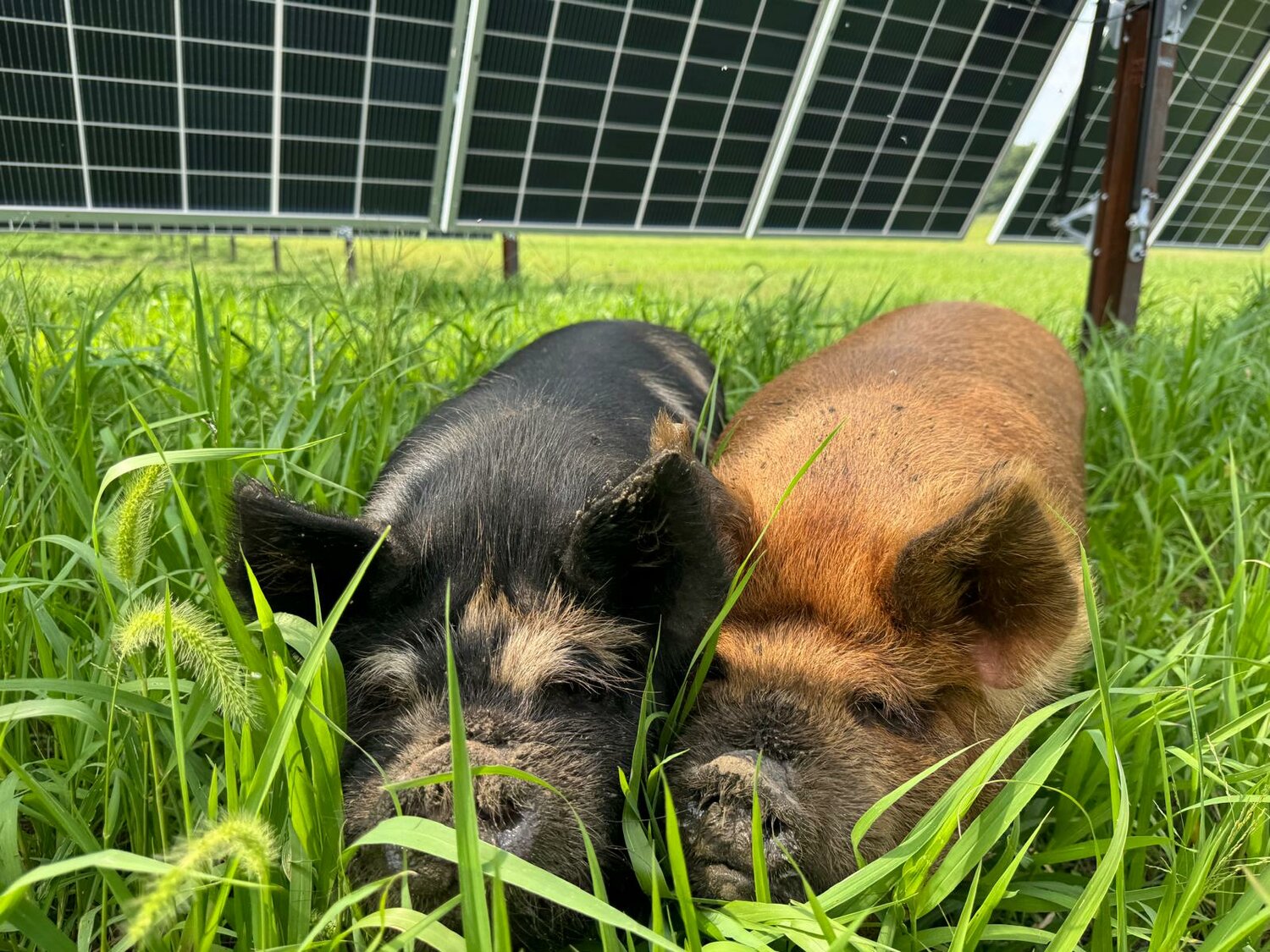 Kunekune pigs nestle under panels at the Mammoth Solar Farm in Starke County.