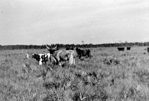 Florida free-range scrub cattle. Photo: Manatee County Historical Archives. 