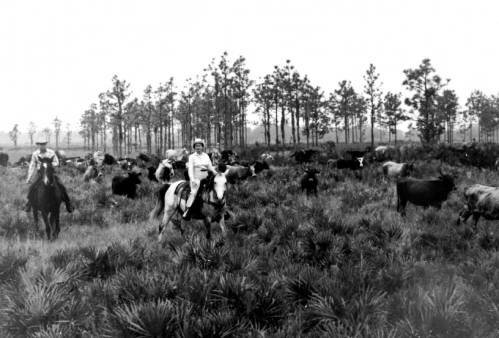 Early ranchers in present-day Sarasota County. Photo: Manatee County Historical Archives. 