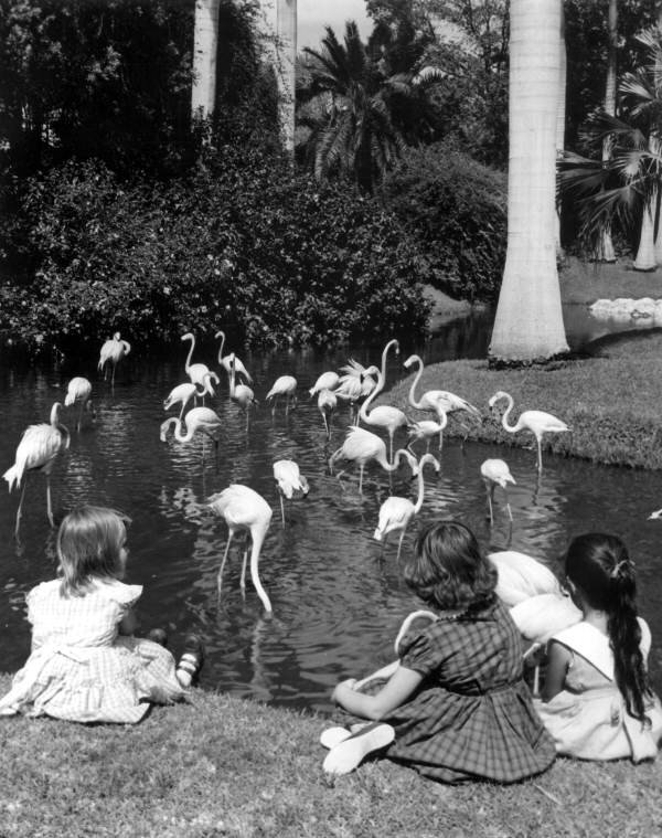 Young girls view flamingos, circa 1958. 