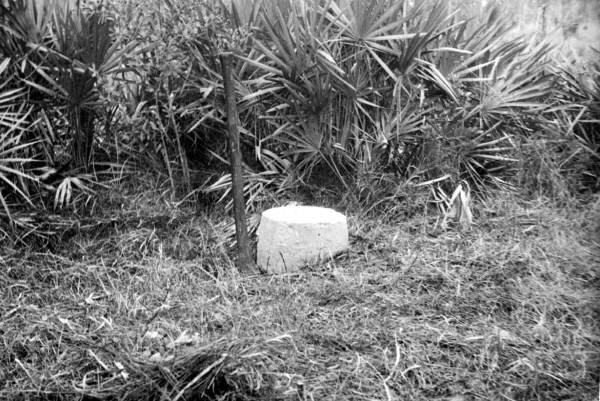 Ellicott's Mound in Okefenokee Swamp circa 1945. 
