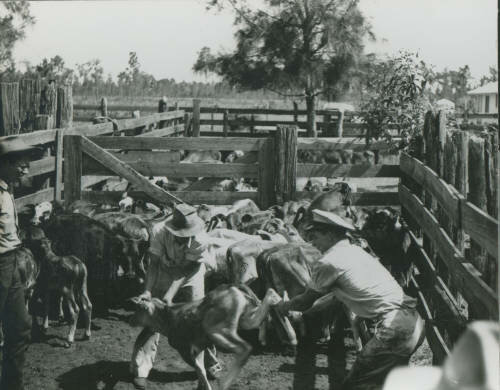 Cow hunters wrangle young cattle in eastern Manatee County circa 1940. 