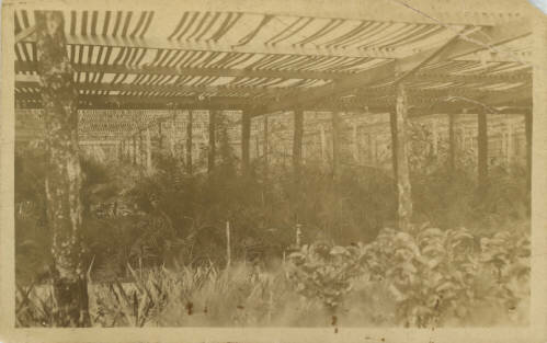 Reasoner Brothers Royal Palm Nursery in Oneco circa 1904.