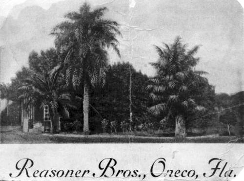 The Reasoner Brothers Royal Palm Nursery in the early 1900s. 