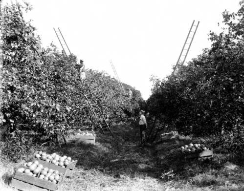 Laborers picking grapefruit in the Atwood Grove in the 1920s. 
