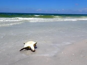 A green sea turtle killed by red tide in 2021. Photo by author.