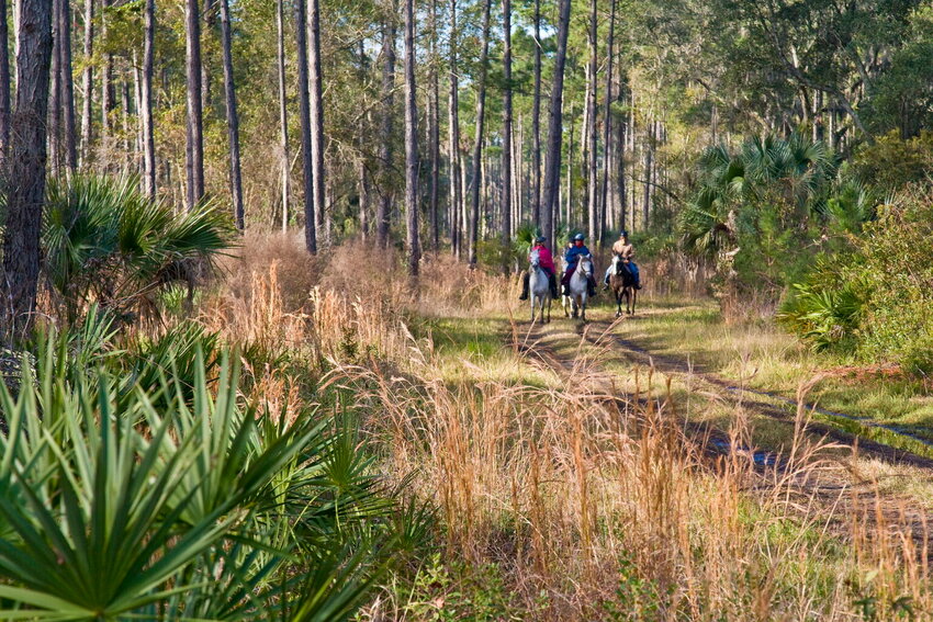 Horses riding on trails in Guana River WMA
