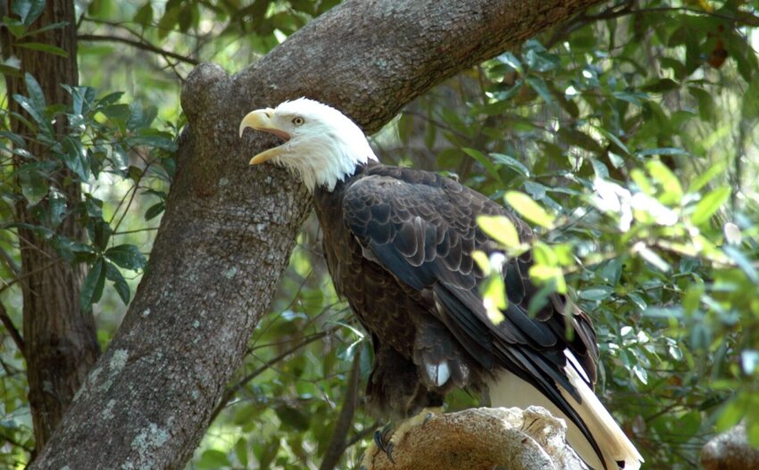 The population of Florida’s bald eagles dropped dramatically because of DDT. Photo by FWC