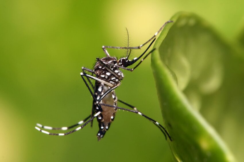 Aedes aegypti is an invasive mosquito now found in tropical, sub-tropical and temperate regions across the globe. Aedes aegypti spreads dengue, Zika, chikungunya and yellow fever. Information and photo credit from Oxitec website.