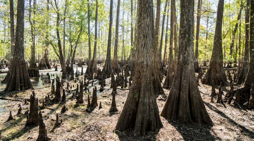 The Green Swamp is the source of four rivers, but traffic problems have Polk considering building a road across it. (Southwest Florida Water Management District)