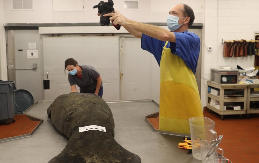 State biologists examine a manatee that starved to death during the big die-off. (Photo via FWC)
