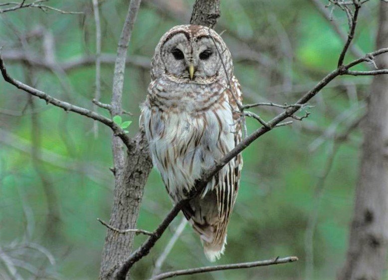 Barred owls are one of a number&nbsp;of owl species found in Missouri that people can learn about at a Jan. 7 owl program at the Missouri Department of Conservation&rsquo;s Springfield Conservation Nature Center.