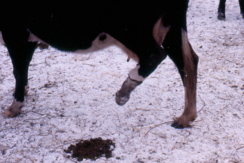 As temperatures drop, beef producers should be on the lookout for signs of fescue foot.
