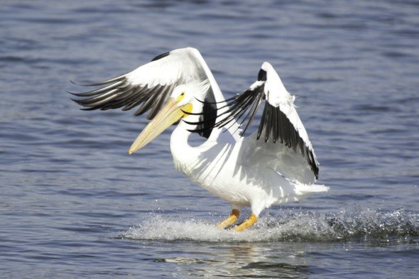 A White Pelican prepares to land on Mississippi river in Clarksville, MO