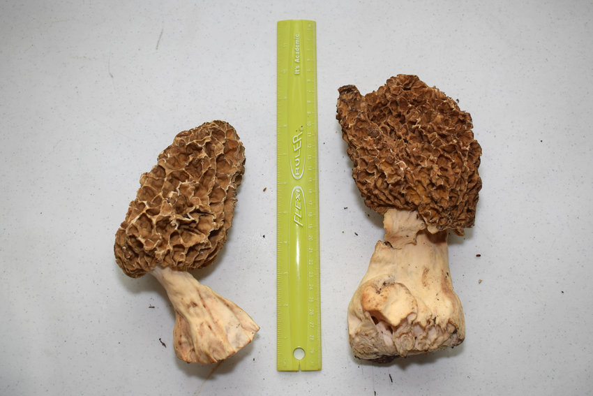 Ernie Swartzentruber, Buffalo, and his 7-year-old son, Bowdy, each found one of these huge morel mushrooms in Dallas County. The mushrooms are pictured next to a 12-inch ruler. They have uncovered 480 morels so far this season.