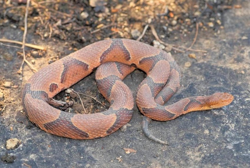 The copperhead is one of Missouri&rsquo;s venomous snake species that people can learn about at a Missouri Department of Conservation virtual program June 2.