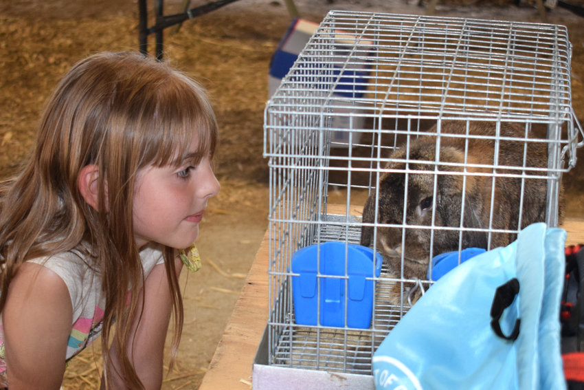 Abigail Nordlund, Buffalo, likes rabbits. She took a moment at the Dallas County Fair to visit this lop-eared rabbit that was entered in the competitions at the Junior Livestock Show. She has rabbits of her own but has never shown them at the fair. &ldquo;Maybe next year,&rdquo; she said.