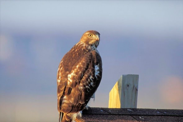 The red-tailed hawk is one of several species of birds of prey people can learn about at two programs July 22 at the Missouri Department of Conservation&rsquo;s Springfield Conservation Nature Center.
