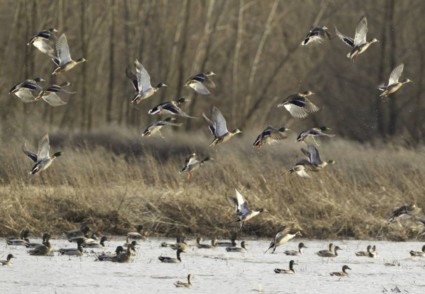 Ducks, pictured, are examples of birds that migrate south in the fall. People can learn more about bird migration at a Missouri Department of Conservation virtual program Oct. 14.