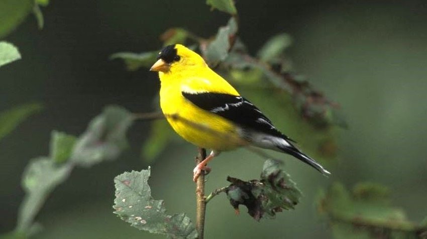 Creating a habitat that will attract goldfinches and other wildlife to backyards will be the topic of a Jan. 14 Missouri Department of Conservation virtual program.   CONTRIBUTED PHOTO