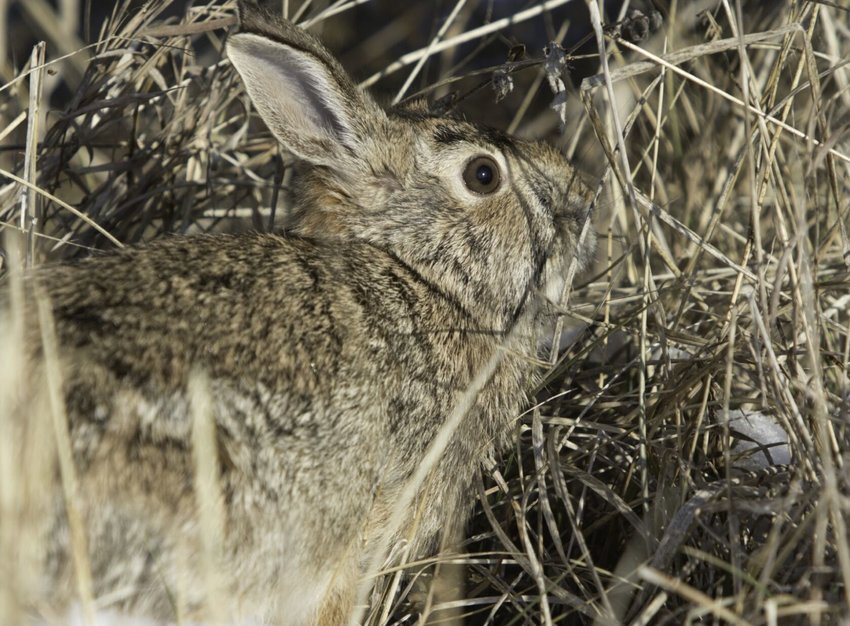 Missouri’s rabbit season continues through Feb. 15 Buffalo Reflex