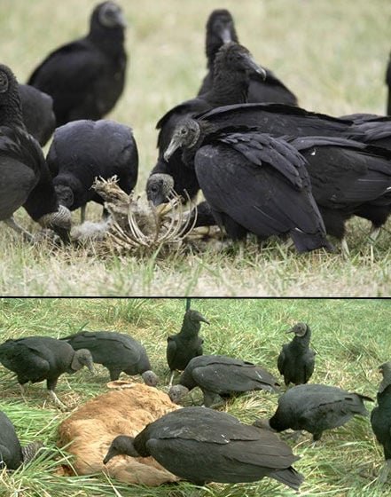 Black vultures feed on dead animals but can also gang up and prey on calves, piglets, lambs and newborn goats.   Photos courtesy of USDA National Wildlife Research Center