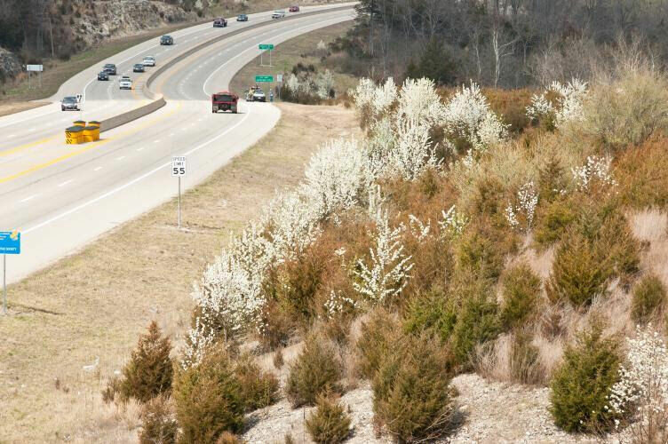 Callery pear trees are easily spotted in springtime in open natural areas and along roadsides, such as this one in Jefferson City. The invasive tree spreads quickly and crowds out native plants. MDC urges the public to avoid this non-native species during springtime planting.   Contributed photo