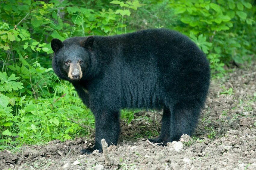 Black Bear sow, Forsyth, MO.