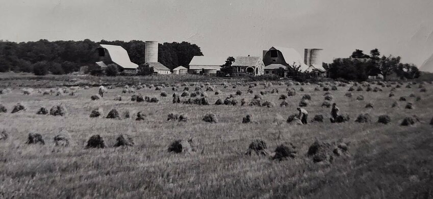 The Walter Carter farm in 1950 showing three men shocking oats. The farm covered 1100 acres at that time.