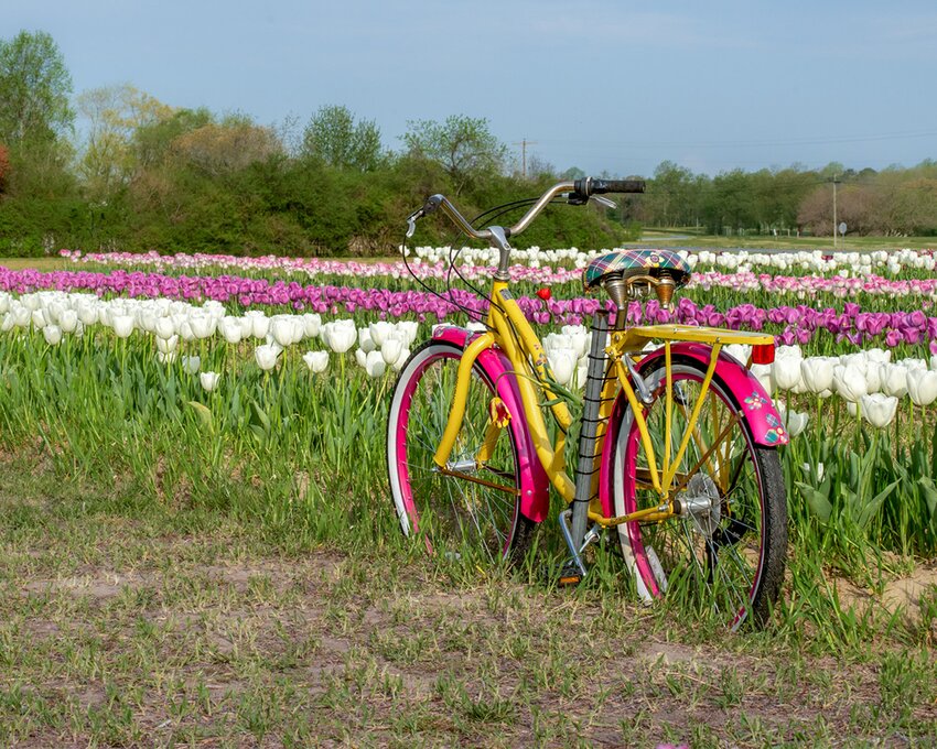 Vintage Family Farm has fields of tulips available for pick-your-own.