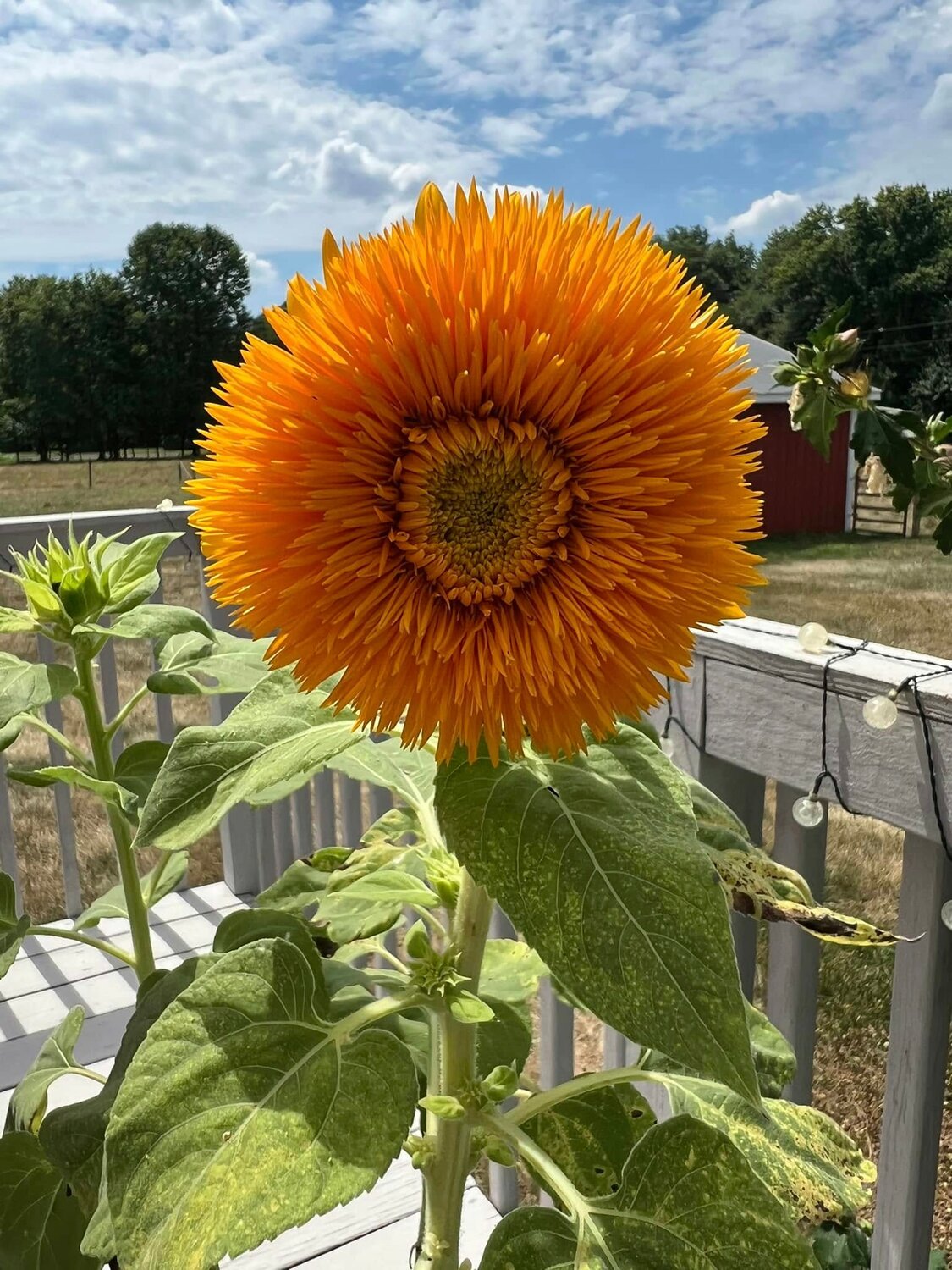 Dig In with the Caroline County Garden Club - Caroline Review