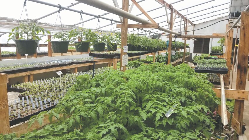 An Amish Greenhouse on County D offering vegetables, herbs, pots, and more.
