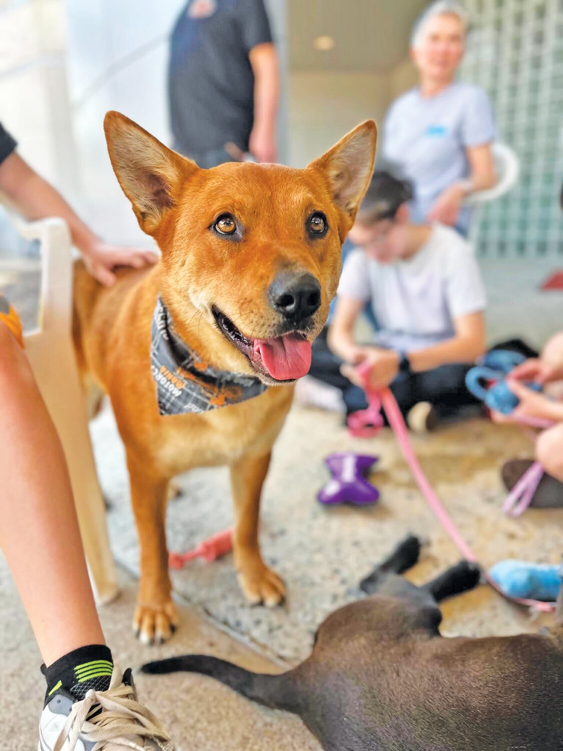 City of Henderson Animal Control - Shelter Showcase