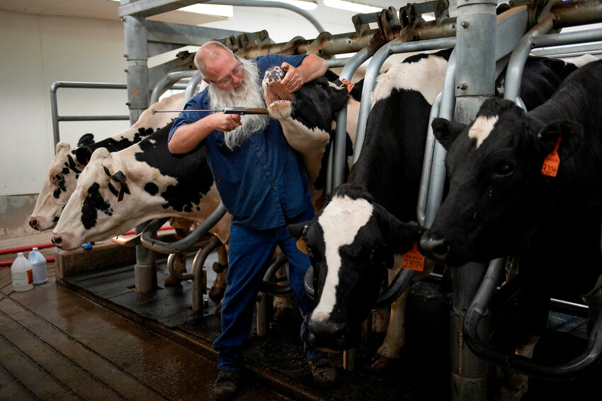 Dean Crider, a prisoner at the Montana State Prison, feeding a cow pills in the prison dairy in August. John Locher/AP Photo