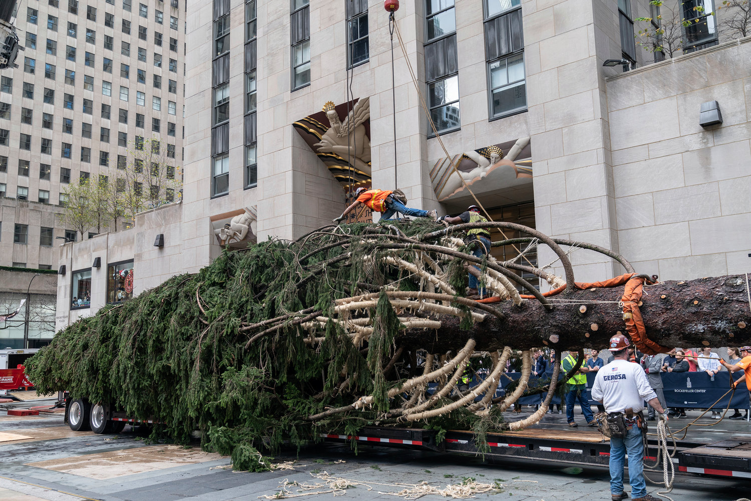 Workers and an 82-foot Norway Spruce at Rockefeller Center earlier this month.