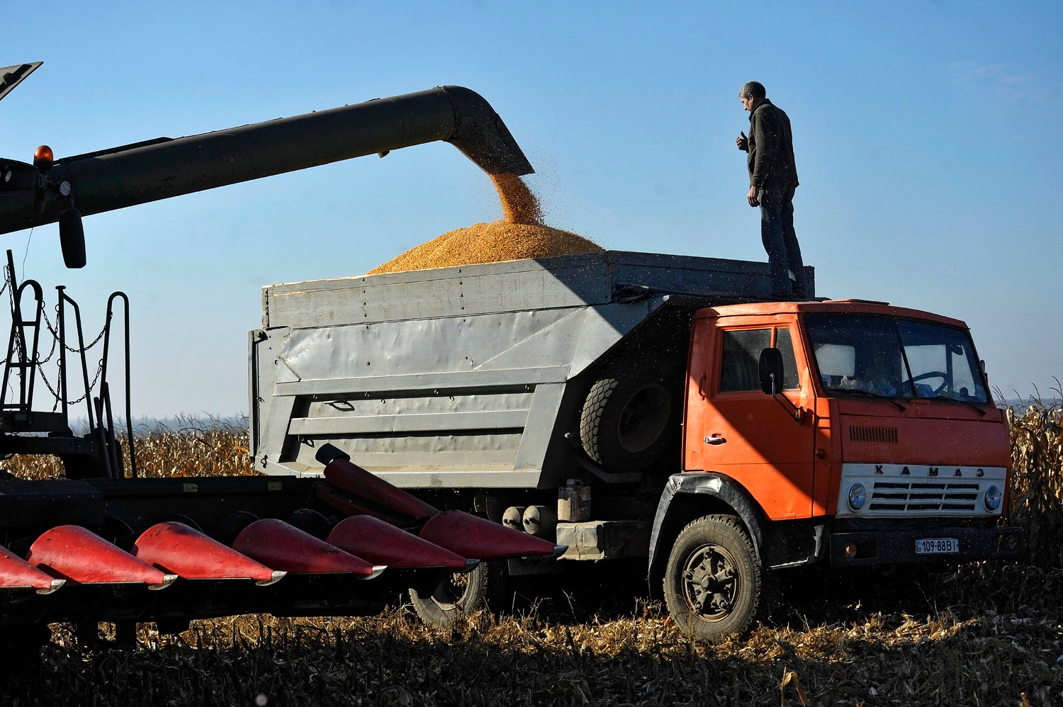 Corn being harvested on the Roksana-K farm, Vinnytsia, west-central Ukraine, in November.