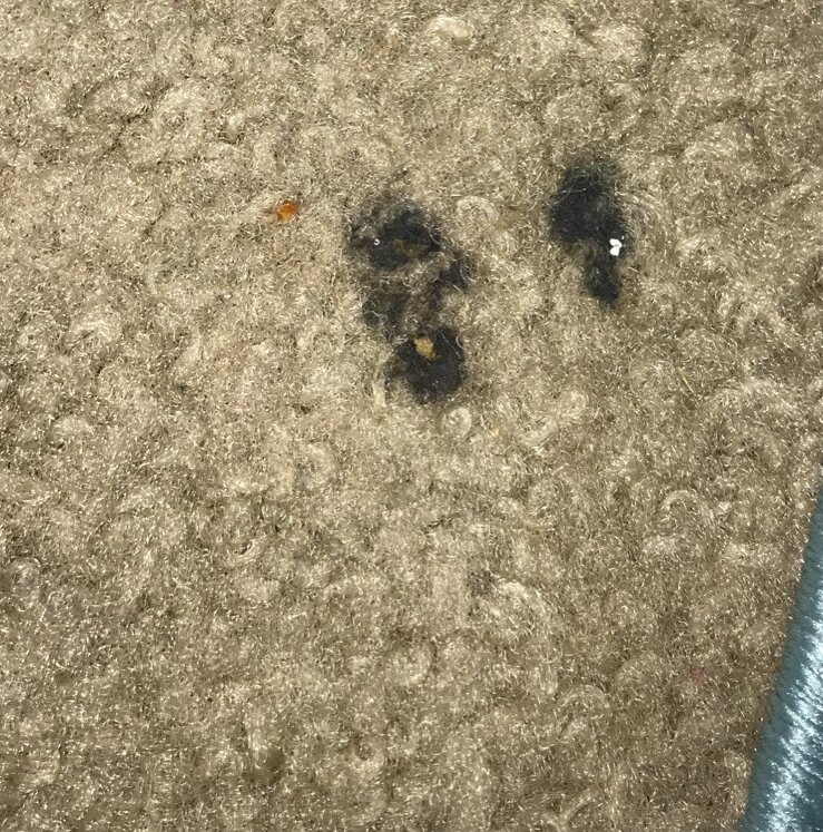 Young's carpet is covered in stains from the previous owner.