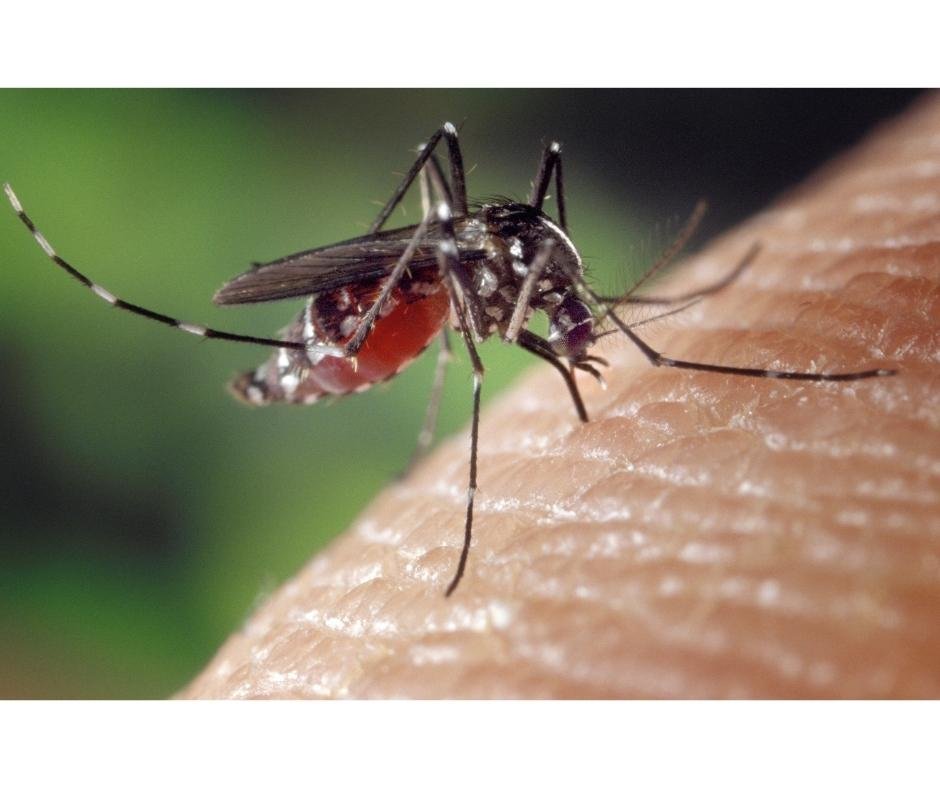 Residents may pick up free mosquito insecticide from the county Health Department while supplies last.