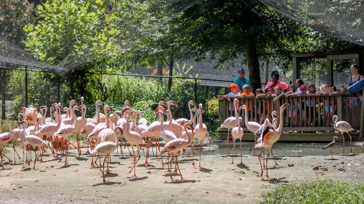 Eight walk-through aviaries allow visitors to interact with birds, including macaws, American flamingos and parakeets.