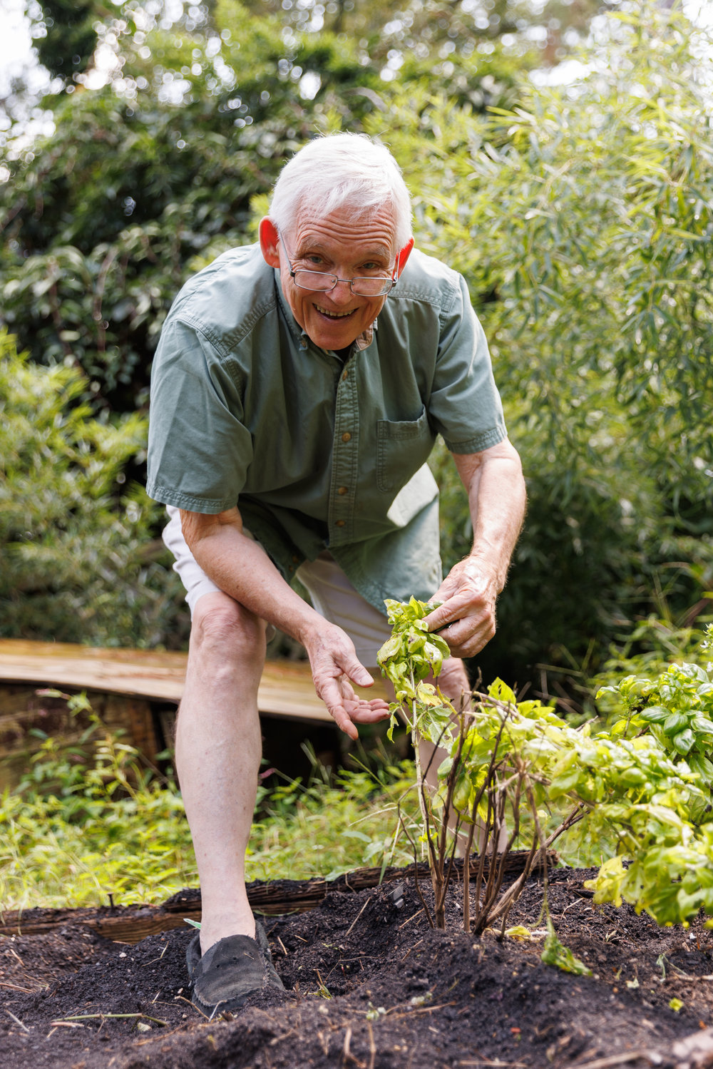 Master Gardener Roger Mercer picks the culinary herb basil.