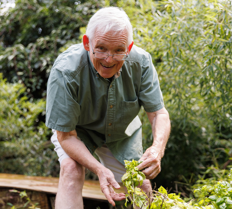Roger Mercer picks fresh basil from his garden in September.