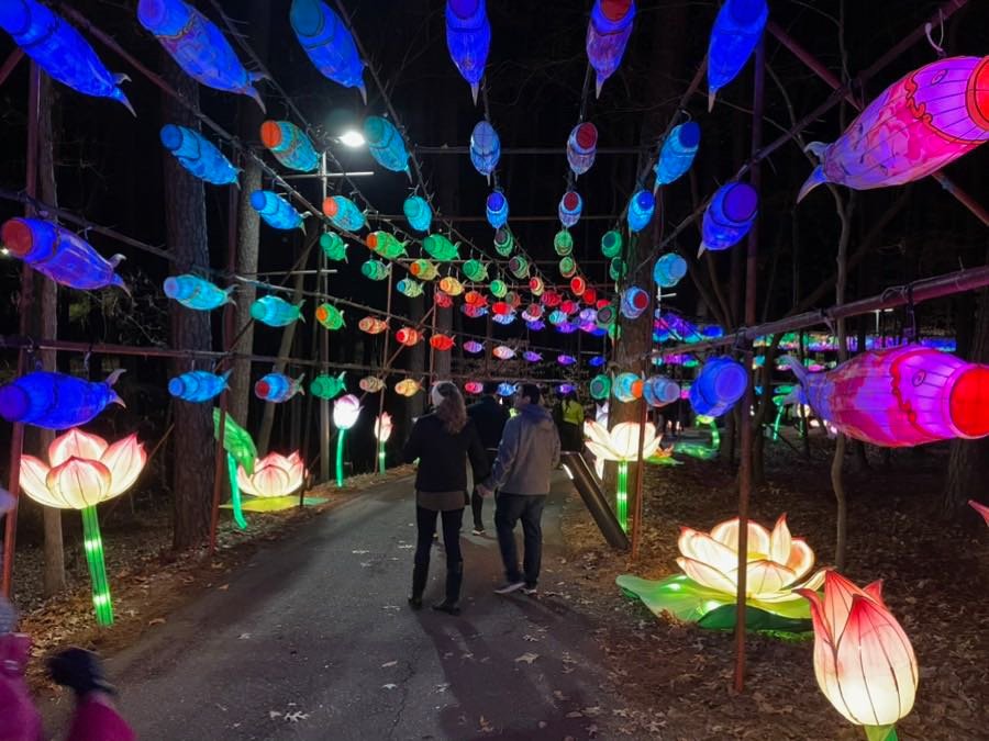 Visitors walk under light displays at the Chinese Lantern Festival in Cary.