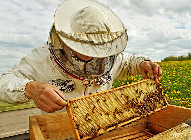 “Bees Are Amazing” is the title of a workshop planned by Cumberland County Cooperative Extension in a return of its Better Living Series for 2023, according to a news release.