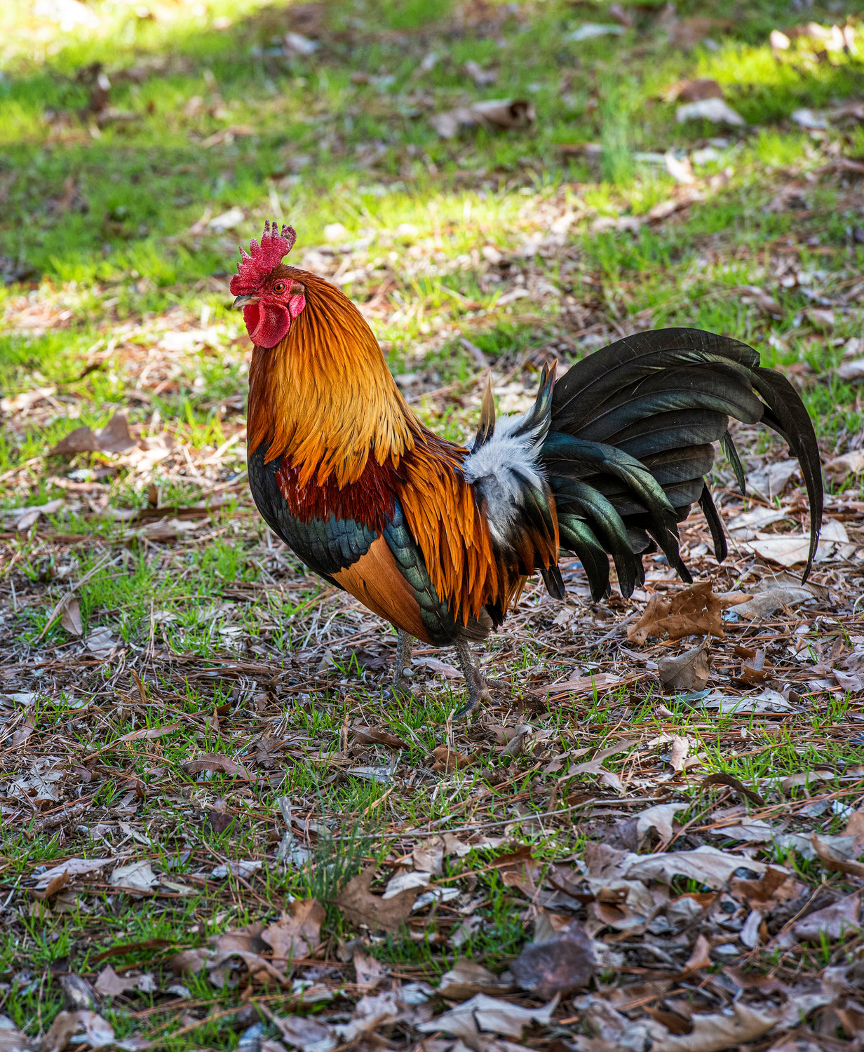 A colorful rooster roams the Hartman farm.