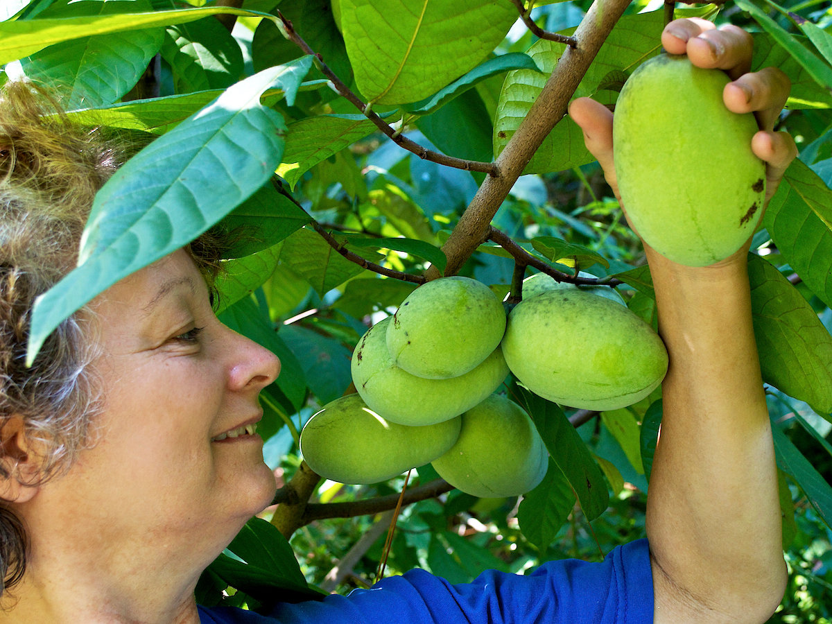 Maureen Mercer wonders when the pawpaws will be ready to pick. Pawpaws aren’t picked. They’re picked up after they fall.