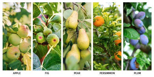Eastern N.C. is fertile ground for many kinds of fruit trees.